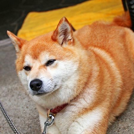Hounkan Yoshino  Dış mekan fotoğraf